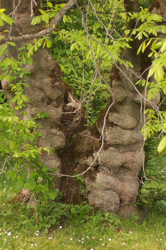 gespaltener Baum