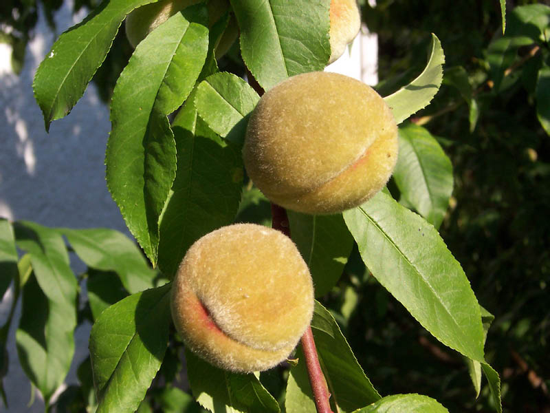 Pfirsiche / Peaches
