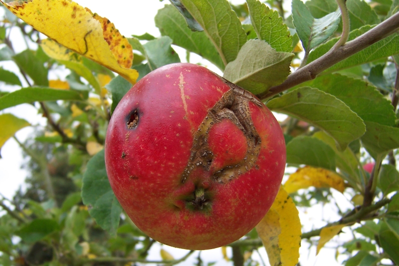 Apfel / apple