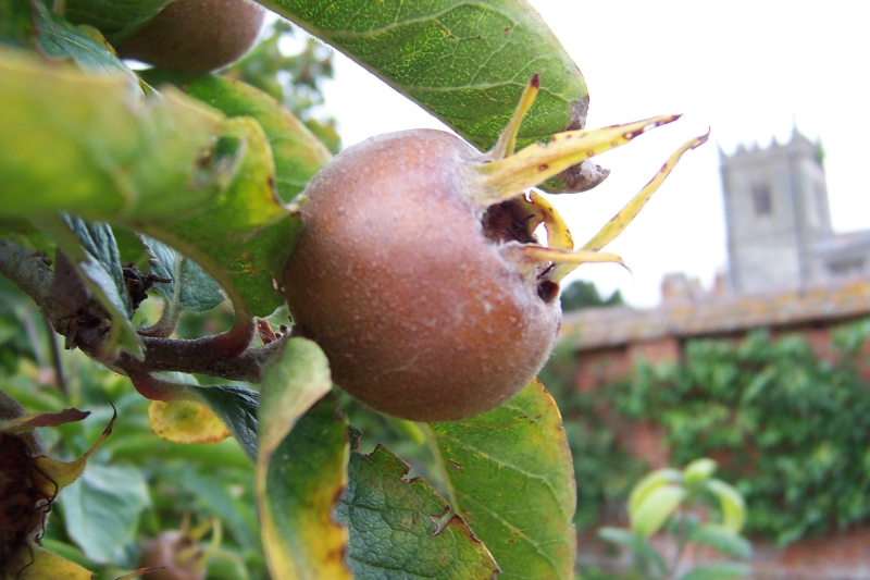 Frucht / fruit