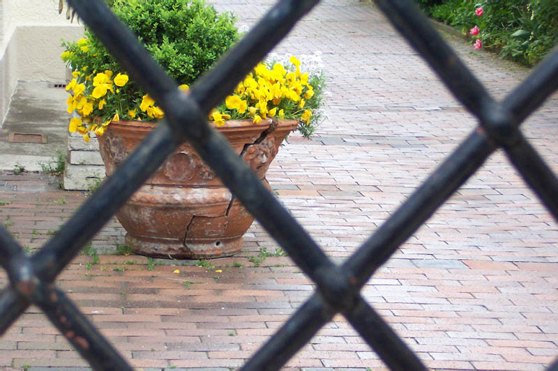 Blumen hinter Gittern