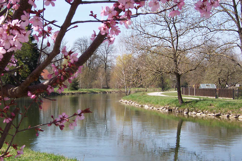 Kirschblüten am Bach