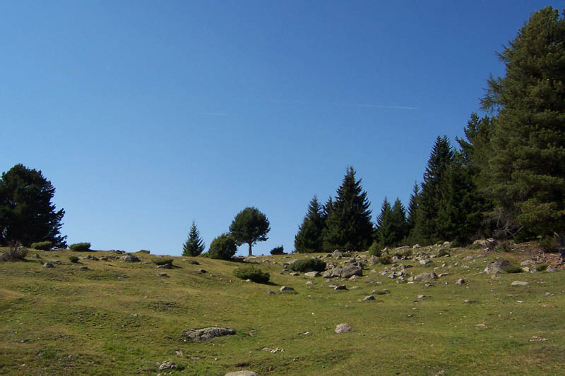 Lichtung