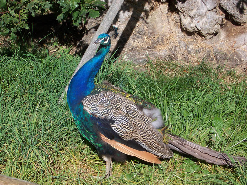 Pfau