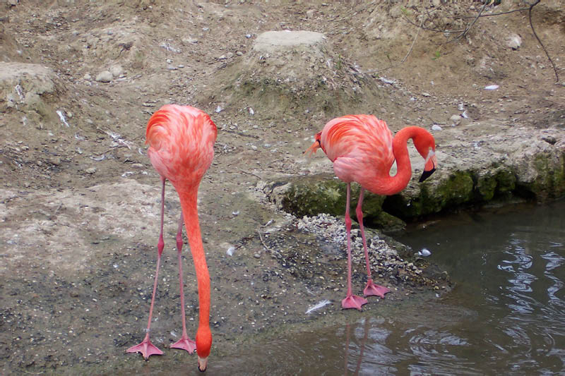 Flamingos