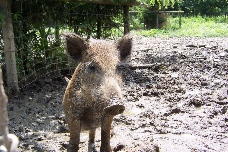 Wildschwein