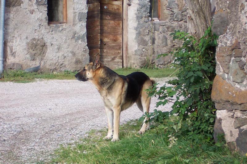 Schäferhund