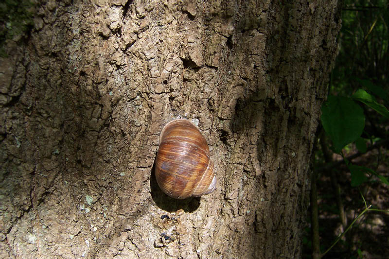 Schnecke am Baum