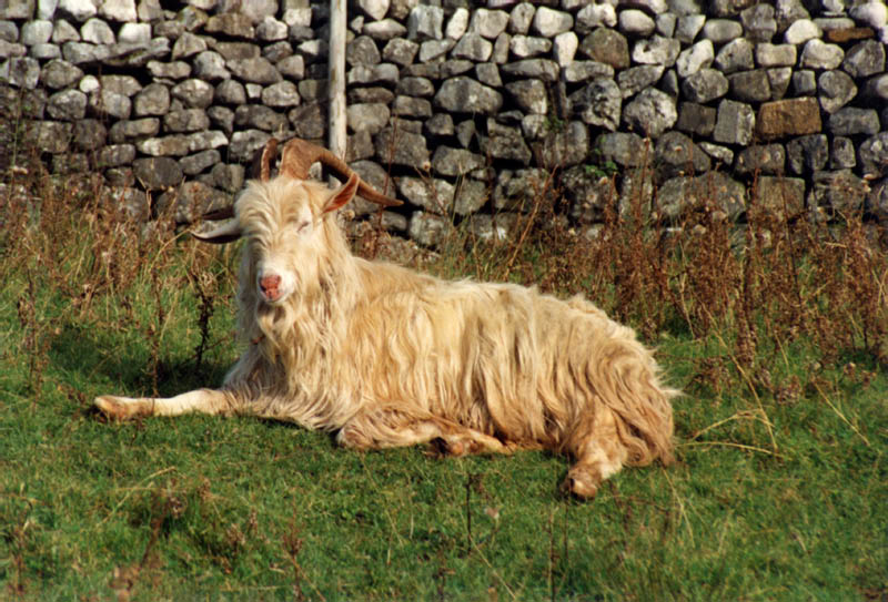 Ziegenbock