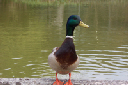 Vorschau / Thumbnail